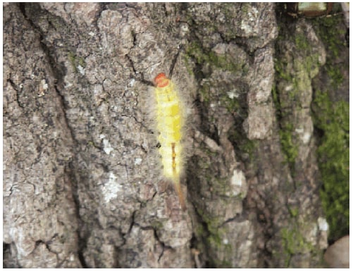 The figure shows a white-marked tussock moth caterpillar (Orgyia leucostigma, which ranges through much of the eastern United States and as far west as Texas and Colorado.